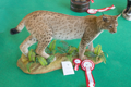 lince
